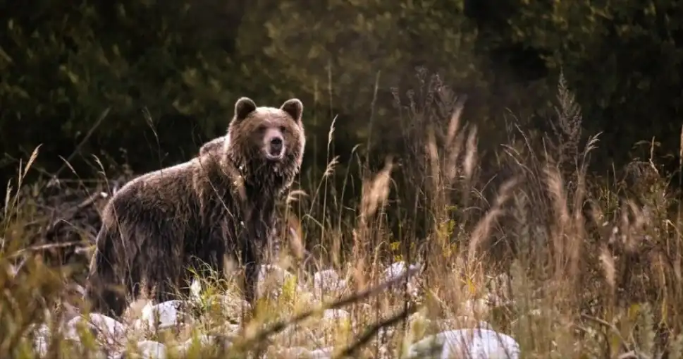 Because of Bear, Episode 1 Because of Bear, Episode 1